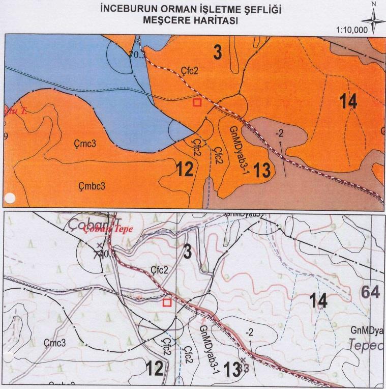 Resim 2: Fıstık çamı meşçeresinin bulunduğu 3. Nolu bölme Bundan sonra İnceburun İşletme Şefliğine bağlı Çmc3 rumuzlu sahil çamlarının bulunduğu 34 numaralı bölmeye geçildi.