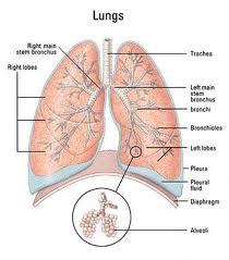 AS li hastaların çoğu hastalık nedeniyle değil, hastalığın yol açtığı akciğer problemleri nedeniyle kaybedilir.