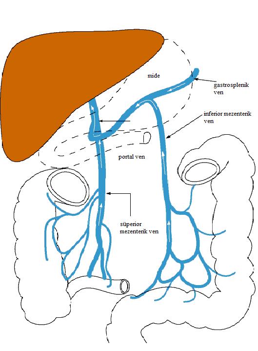 7 GENEL BİLGİLER Karaciğer, iki ayrı damar sisteminden (vena porta ve hepatik arter) kanlanan nadir bir organdır.