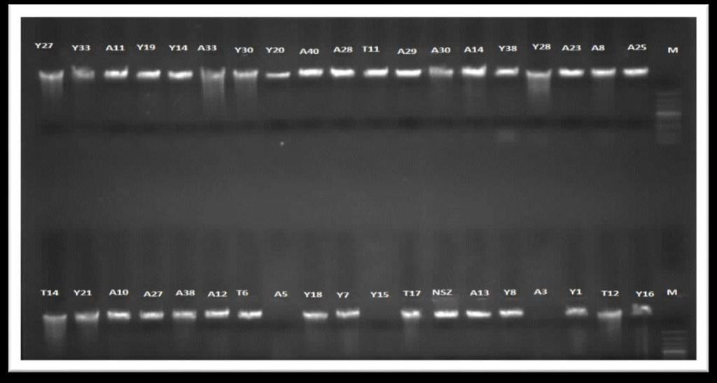 4. BULGULAR 4.1 Genomik DNA İzolasyonu İzolasyon sonrasında her bir bireye ait DNA bantları % 0.