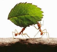 AYIN İLGİNÇ SORUSU Karıncalar neden topluluk halinde yaşar?
