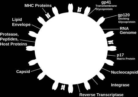 HIV i