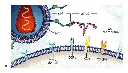 HIV Receptors HIV ve Hü re Reseptörleri IV