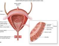 mesane anatomisi 1- Gövde idrar depolayan ana bölüm 2- Boyun (posterior uretra) huni şeklinde üretra ile