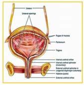 proksimal u retrayı saran düz kaslar Fizyolojik, anatomik değil 2- Eksternal sfinkter (Çizgili kas