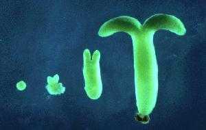 Dikotiledon bitkilerde somatik embriyoların