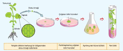 1-Mikro çoğaltım Organik meristemlerden henüz olgunlaşmamış veya olgunlaşmasını tamamlamış somatik hücrelerden direkt (organogenesis veya somatik