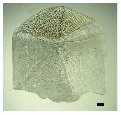 ve Pinerio, 2000). Şekil 4. Figure 4. Solea lascaris otolitinde birinci annulus önünde, noktalarla işaretlenmiş olan ek halka (Bostancı ve Polat, 2007).