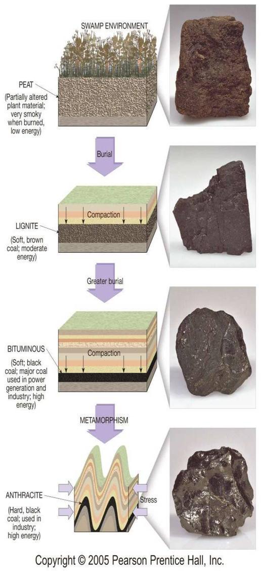 Dünyadaki kömürlerin büyük bir bölümü hümik kömürlerden oluşur (Van Krevelen 1961; Hunt 1996; Killops 2005).