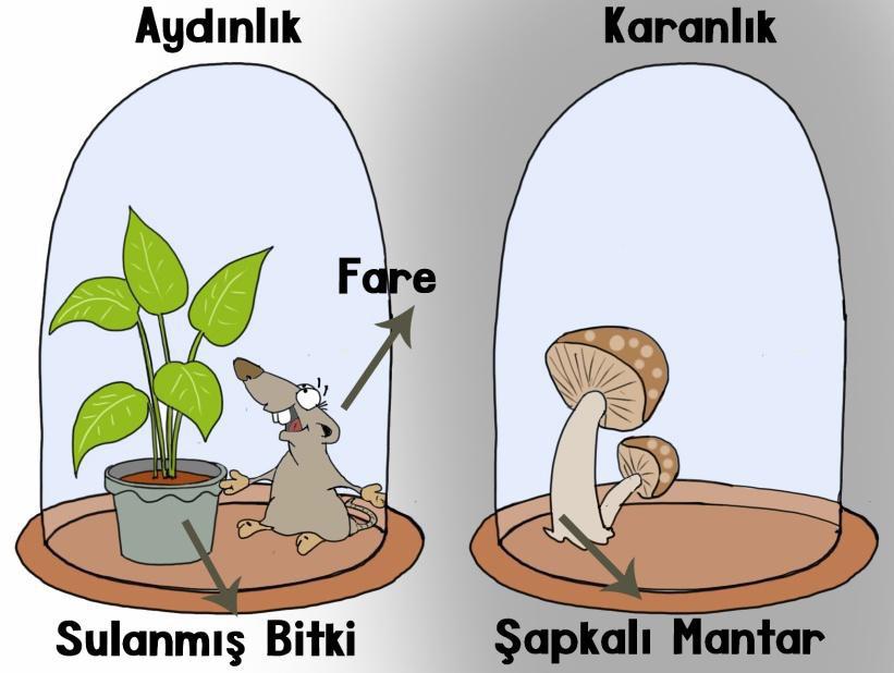 CANLI A) K L B) L M C) N K D) N L 10 Rana, bir deney düzeneği kurup karbonoksijen döngüsünün canlılar için önemini anlatmak istemiştir. Kurduğu düzenek aşağıda verilmiştir.