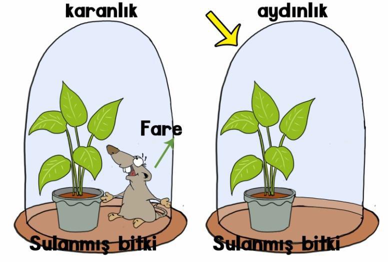 11 ''Fotosentez için karbondioksit gereklidir. Yukarıdaki hipotezi kanıtlamak isteyen öğrenciler aşağıdakilerden hangisi gibi bir deney düzeneği kurarlarsa amacına ulaşırlar?