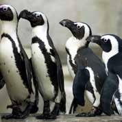 Biliyor muydun? Akvaryum görevlilerinin penguenleri besleme düzenine alıştırabilmek için sıraya girmeyi öğrettiklerini biliyor muydun?