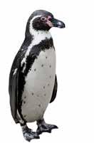 Doğru resmi işaretle. Humboldt penguenleri nereden gelir ve ismini nereden alır?