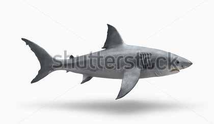 Köpekbalıkları genel vücut yapıları itibariyle