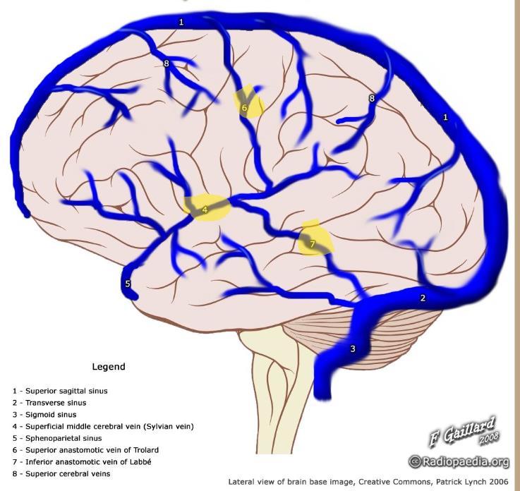 SEREBRAL VENÖZ SİSTEM ANATOMİ YÜZEYEL VENLER Küçük venöz yapılardır Vertekse yakın bölgede subdural mesafeyi geçerek süperior