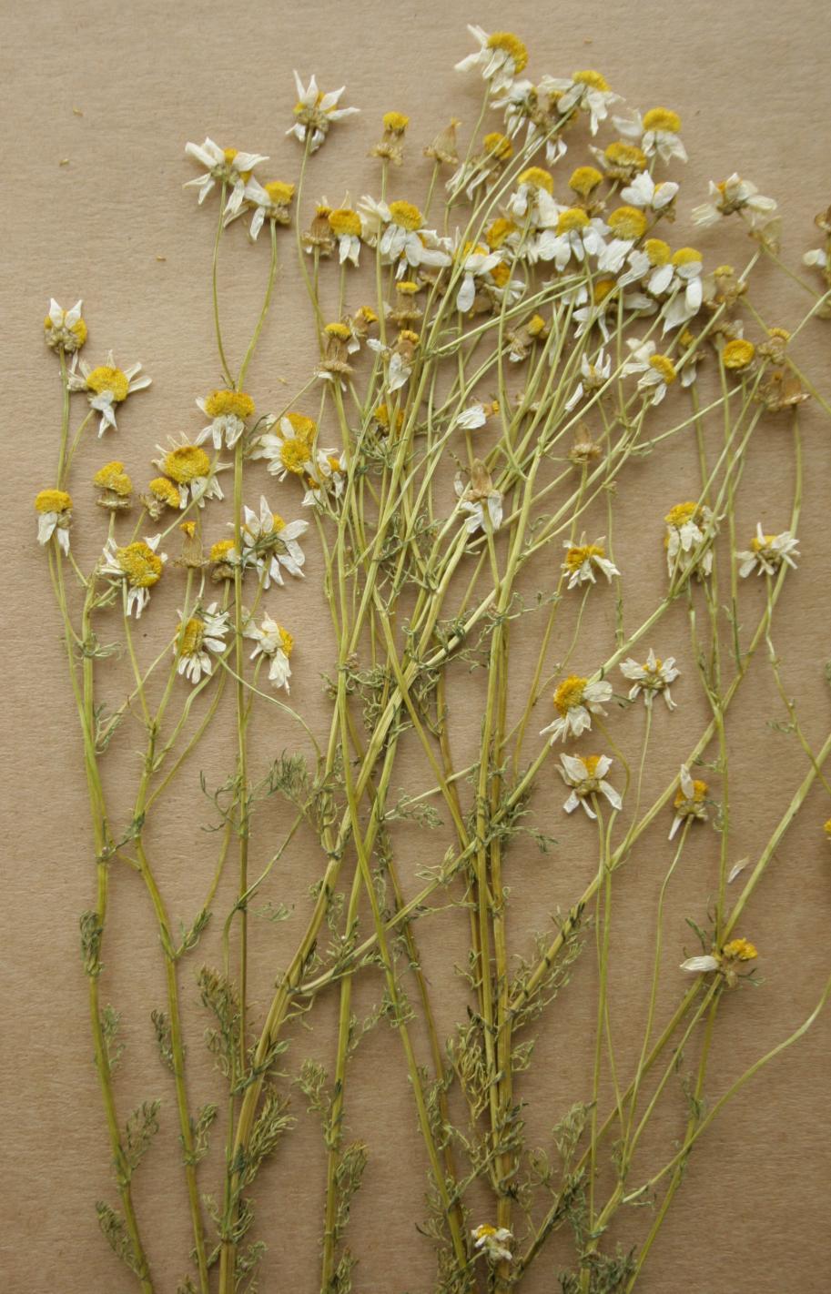 14 ġekil 2-3: Matricaria chamomilla L.