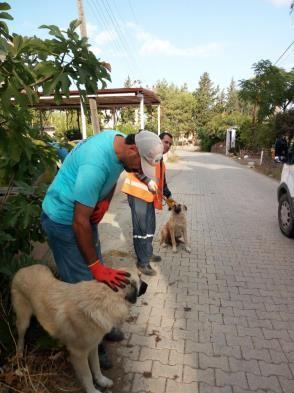 Başı Boş Sokak Hayvanlarıyla İlgili Çalışma Sokakta sağlık tehdidi oluşturan 454 sokak hayvanına