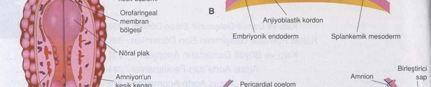 yan taraflarına gelerek, splanknik mezodermde at nalı şeklinde kardiyojenik bölge oluştururlar.