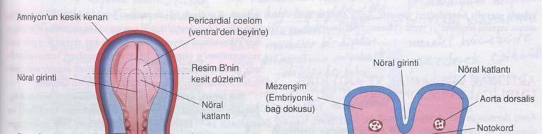 Şekil 2. A. Embriyonun dorsal taraftan çizimi (yaklaşık 20 günlük) B.