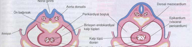 Yaklaşık 22 günlük kesit, dorsal mezokardiyum ile asılı tek kalp tüpü gösterilmektedir E.