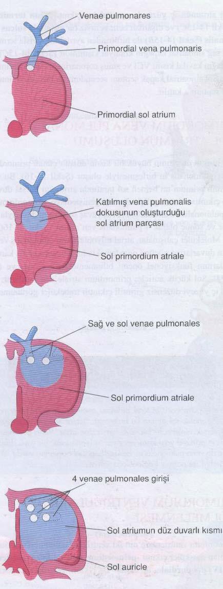 Sol atrium duvarına ilkel pulmoner ven katılır.