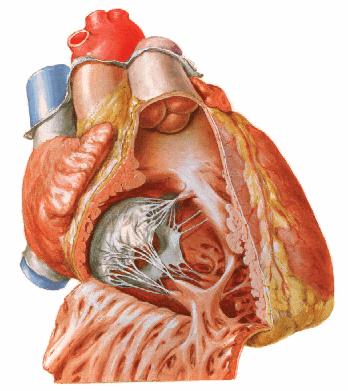 Aorta ascendens Truncus pulmonalis Valvula semilunaris trunci pulmonalis V.cava superior Conus arteriosus Valva tricuspidalis M.papillaris V.cava inferior Şekil 23.