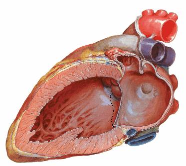 Truncus pulmonalis Auricula sinistra Valvula semilunaris aortici Arcus aorta Aa.pulmonales dextra et sinistra Atrium sinistrum M.papillaris Fossa ovalis Ventriculus sinister Şekil 24.