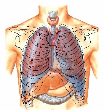 c a b Şekil 33. Kalbin toraks boşluğundaki lokalizasyonu (a, b: kalbin en dış kenarlarından geçen vertikal eksenin median düzleme olan mesafesi; c: Kalbin en üst kenarından ve inc.
