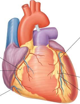 3.8.4. Truncus pulmonalis çapı: Truncus pulmonalis in kalpten çıktığı (sağ ventrikülden) noktadaki transvers çapı ölçüldü (Şekil 44). c d a b Şekil 44.