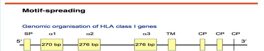 Antigen Recognition Site, ARS