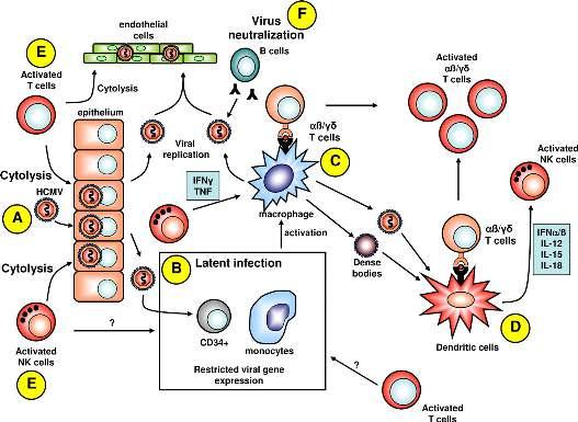 Immune control of HCMV by innate and adaptive immunity.