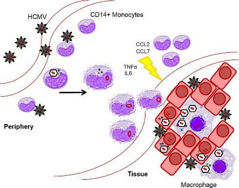 Model of HCMV latency, reactivation, and dissemination.