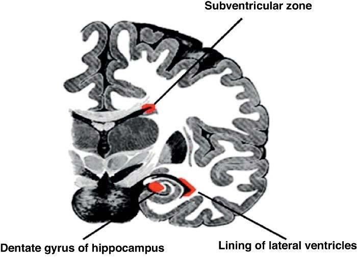 Yeni konsept Pluripotent kök hücreler Subventriküler zon Hipokampal dentat girus Nöral kanser kök hücreleri Yüksek