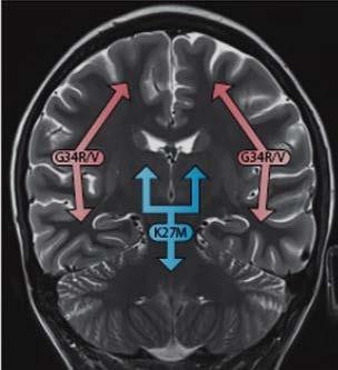 al. Seminars in Radiation