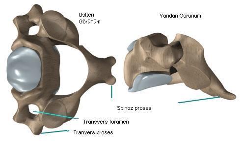 foramenlerinden geçerek son olarak birinci servikal vertebranın transvers forameninden çıkar ve foramen magnuma girip yukarı devam eder. Resim 2.