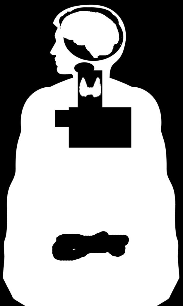 İÇ SALGI BEZLERİ ETKİNLİK - 1 Dişi ve erkeklerdeki iç salgı bezleri aşağıdaki modellerle gösterilmiştir. Modellerdeki iç salgı bezlerinin isimlerini yazınız.