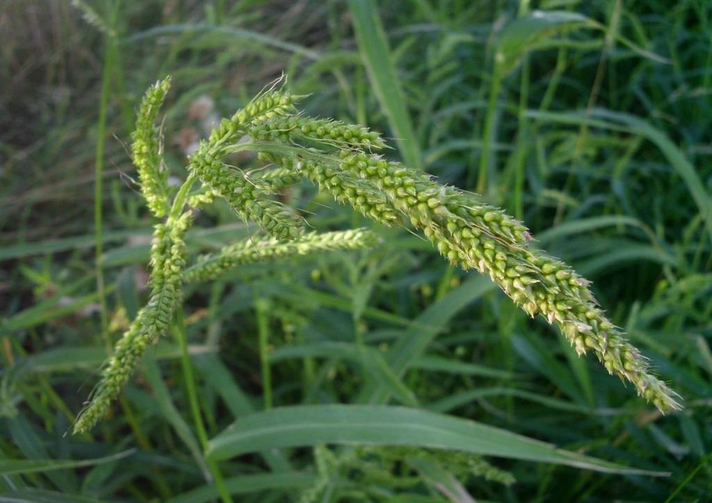 Echinochloa crus-galli