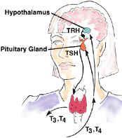 Hipotalamus, bir tripeptid yapısında olan TRH (Thyrotropin Releasing Hormon), salgılar.