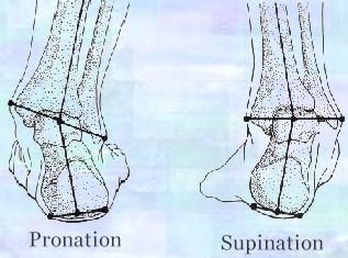 Ayak bileği, subtalar eklemler- pronasyon, supinasyon