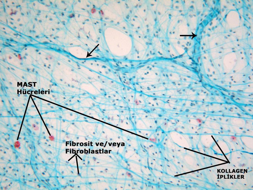 3. Fibroblastlar: Olgun bağ