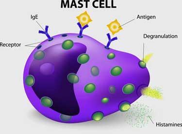 Mast hücreleri, akut allerji ve anafilaksi olaylarının şekillenmesinde rol oynayan hücrelerdir.