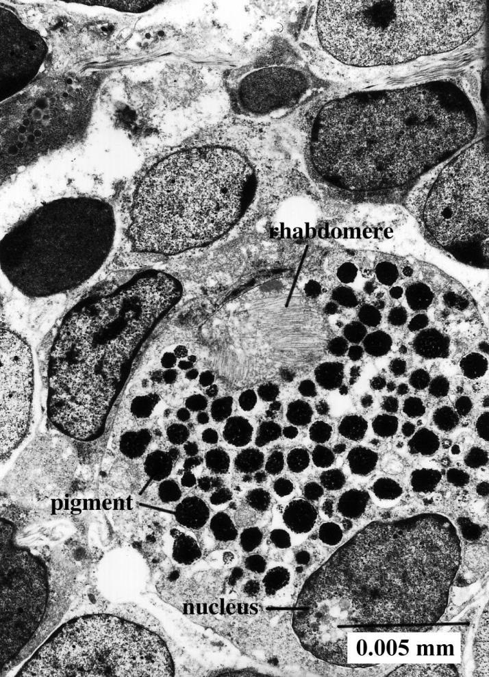 8. Pigment hücreleri: Sitoplazmaları boyanmadan da gözlenebilen pigment granülleri ile doludur.