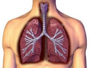 AKCİĞERLER ve HAVA YOLLARI Akciğerler