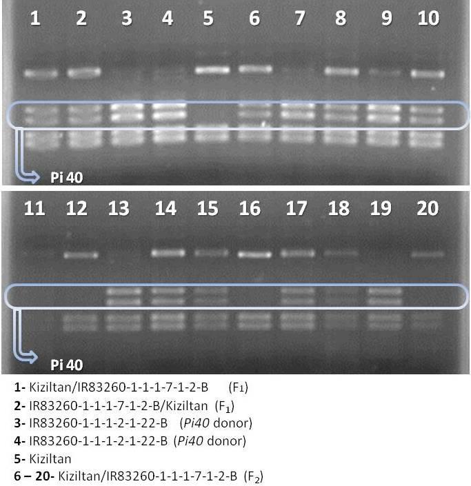 Pi40 geni (bant içine alınmış iki çizgi şeklinde), Kızıltan çeşidinde sadece hassas gen (en üstte tek çizgi hâlinde) olduğu görülmektedir.