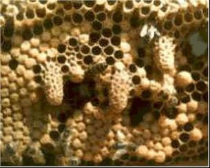 Tabi ki bal üretim işletmelerinde üretilecek ana arılar hibrid veya saf ırk ana arılar olamazlar. Bu ana arılar arılıkta hangi ırk veya melez arılar varsa onlarla çiftleşeceklerdir.