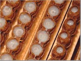 Bir çiftleştirme kutusu çerçevesinde birden fazla ana arı gözü varsa fazlalar kesilerek başka çerçevelere monte edilirler ve bu fazlalarla da başkaca çiftleştirme kutuları yapılır.