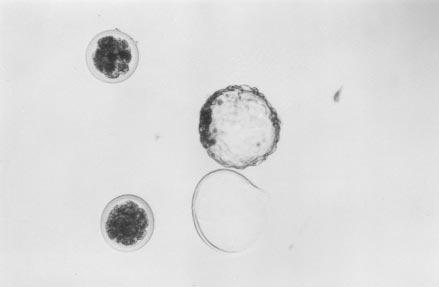 Embriyo Transferi: Kültür sonunda blastosist dönemine ulaflan embriyolar (fiekil 1-3) senkronize edilmifl al c koyunlar n (n=17) uteruslar na transfer edildi.