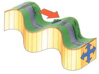 Deprem Dalgaları S dalgası: İkinci algılanan dalgadır. Kesme dalgası olarak da bilinir.