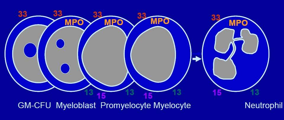 Myeloid Hücre Matürasyonu HLA DR HLA DR CD34 CD34 AML tanısı için CD13, CD14, CD15, CD33, CD64 ve CD65