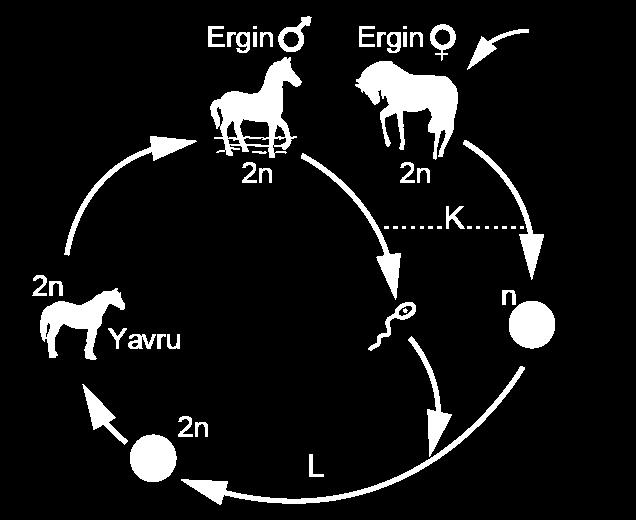 MAOZ-1 7. Şekildeki atın yaşam döngüsü şematize edilmiştir. 5 9. Şekilde mayoz sırasındaki bir aşama gösterilmiştir. Bu şema incelendiğinde, I.